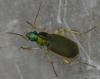 Chlaenius velutinus